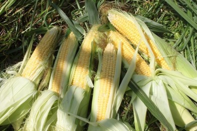 Kadin Çiftçiler Tarimsal Yeniliklerle Bulusuyor