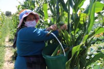 (ÖZEL) Eskisehir'in Yeni Gözdesi Açiklamasi 'Karadeniz Misiri'