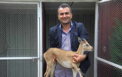 (Özel) Raybüsün Çarpmasi Sonucu Yaralanan Yavru Dag Keçisi DKMP'de Koruma Altina Alindi