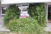 Polis Tarafindan 6 Kilo 800 Gram Esrar Ve 812 Kök Kenevir Bitkisi Ele Geçirildi