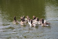Porsuk Çayi'nda Kazlardan Görsel Sölen