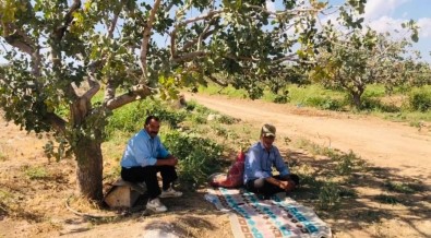 Sanliurfa'da Bekçilerin Fistik Nöbeti Basladi