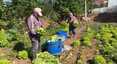 Sindirgi'nin Dogal Ürünler Mahallesi Pürsünler