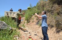 Antalya'da Yangindan Etkilenen Yaban Hayati Unutulmadi