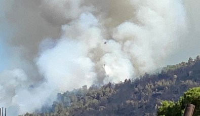 Çine'de Orman Yangini