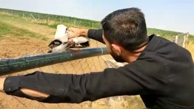 Çitlere Takilan Kargayi Çiftlik Çalisani Kurtardi