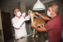 Hasta Halde Bulunan Yavru Ceylan Tedavi Altinda Alindi
