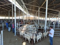 Kurban Bayrami'ndan Sonra Küçükbas Hayvan Pazarinda Durgunluk Yasaniyor