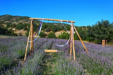 Nallihan'da Lavanta Bahçeleri Ziyaretçilere Görsel Sölen Sunuyor