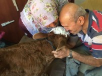 Selde Annesi Telef Olan Buzagiya Gözü Gibi Bakiyor