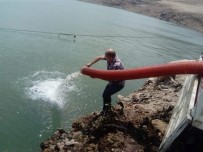 Aydin'da 501 Bin Sazan Su Ile Bulustu