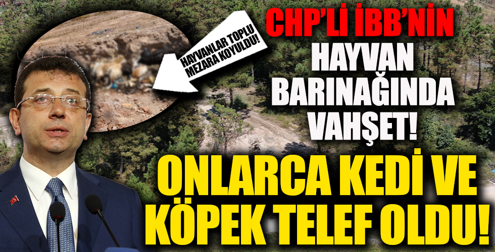 İBB hayvan barınağında vahşet Telef olmuş onlarca kedi ve köpek toplu