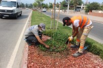 Kemer'de Takades Çiçegi Açacak