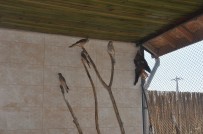 Afyonkarahisar'da 12 Kerkenez Dogaya Salindi