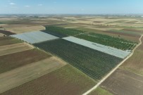 Devletin Hibe Sagladigi Elma Ve Armut Bahçesine Droneli Denetim