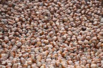 Hava Açmayinca Findiklari Kurutmak Için Bayburt'a Götürdü