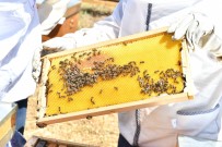 Izmir Büyüksehir Belediyesi, Mugla'daki Üreticilere Omuz Veriyor