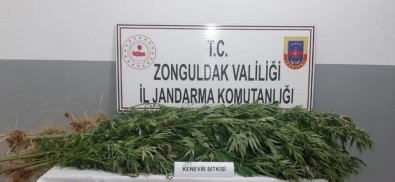 Jandarmadan Kenevir Operasyonu