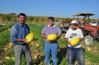 Kirkagaç Kavununda Ilk Hasat Yapildi