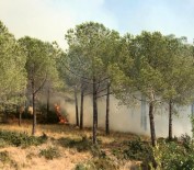 Ormanlik Alanda Çikan Yangin Büyümeden Söndürüldü