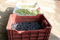 Osmaniye'de Çiftçilere Yüzde 50 Hibeli Zeytin Kasasi Dagitilacak