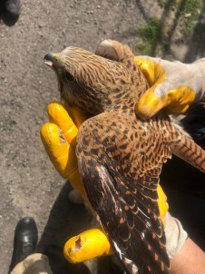 Yarali Halde Bulunan Sahin Tedavi Altina Alindi