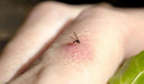 Asya Kaplan Sivrisineğinden Korunmanın Yolları Nelerdir? Asya Kaplan Sivrisineği Isırığının Belirtileri
