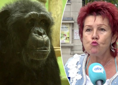 Şempanzeyle ilişki yaşadığını söyleyen kadının hayvanat bahçesine girmesi yasaklandı!