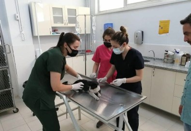 Turistlerin Buldugu Yarali Kedi Tedavisinin Ardindan Almanya'ya Gönderildi