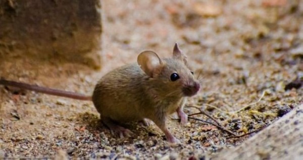 Rüyada Fare Görmek Ne Anlama Gelir? Rüyada Fare Görmenin Tabiri