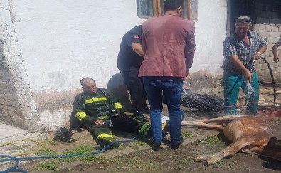 Pasinler'de Çikan Yanginda 5 Hayvan Telef Oldu