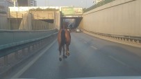 Bursa'da Basibos At Ana Yolda Trafigi Altüst Etti
