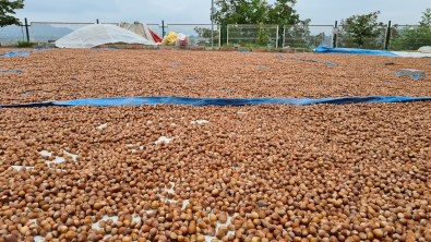 'Findik Fiyati Tarihi Rekorunu Kiracak, O Rakamin Altina Satmayin'