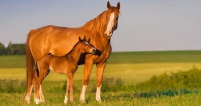 Rüyada At Görmek Ne Anlama Gelir? Rüyada At Görmenin Tabiri