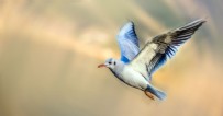 RÜYADA KUŞ GÖRMEK - Rüyada Kuş Görmek Ne Anlama Gelir? Rüyada Kuş Görmenin Tabiri