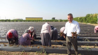 Silifke'de Çilek Fideleri Toprakla Bulusuyor