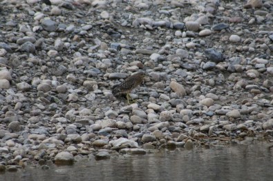 Sirnak'ta Soyu Azalan Bayagi Balaban Kusu Görüntülendi