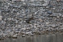 Sirnak'ta Soyu Azalan Bayagi Balaban Kusu Görüntülendi