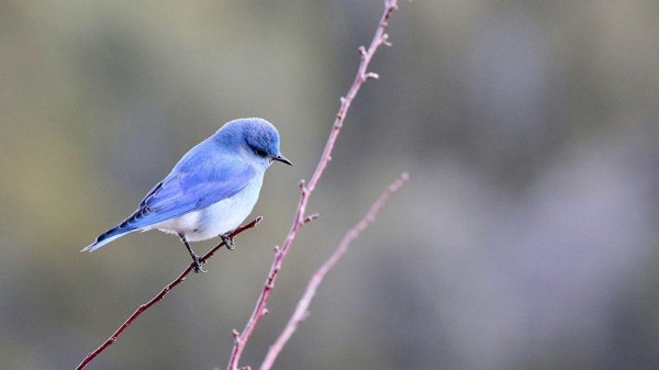 Rüyada Kuş Görmek Ne Anlama Gelir? Rüyada Kuş Görmenin Tabiri