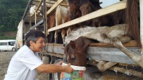 Hasta Atlarla Siniri Geçemeyecegini Anlayinca Hopa'daki Tir Parkinda Atlari Kaderine Terk Etmis