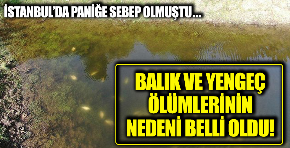 İstanbul'da korkuya neden olmuştu: Balık ve yengeç ölümlerinin nedeni belli oldu