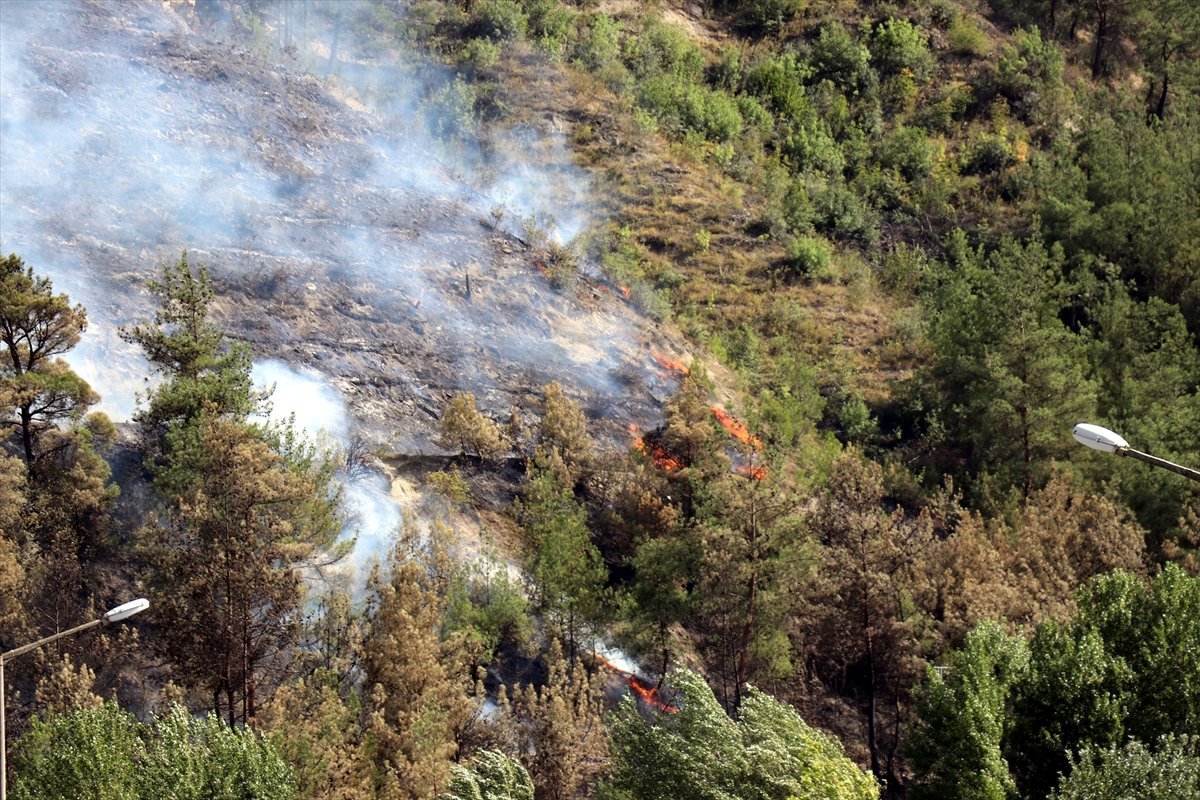 Karabük'te orman yangını!