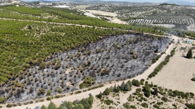 Saruhanli'daki Orman Yangini Vatandas Ve Ekiplerin Is Birligi Ile Söndürüldü