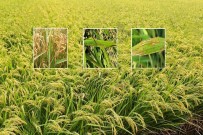 Çeltikte Yaniklik Hastaligi Ile Mücadele