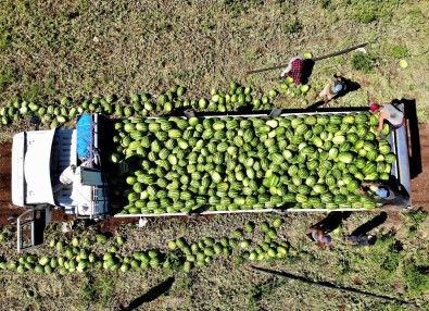 Erzincan'da Karpuz Hasadi Basladi