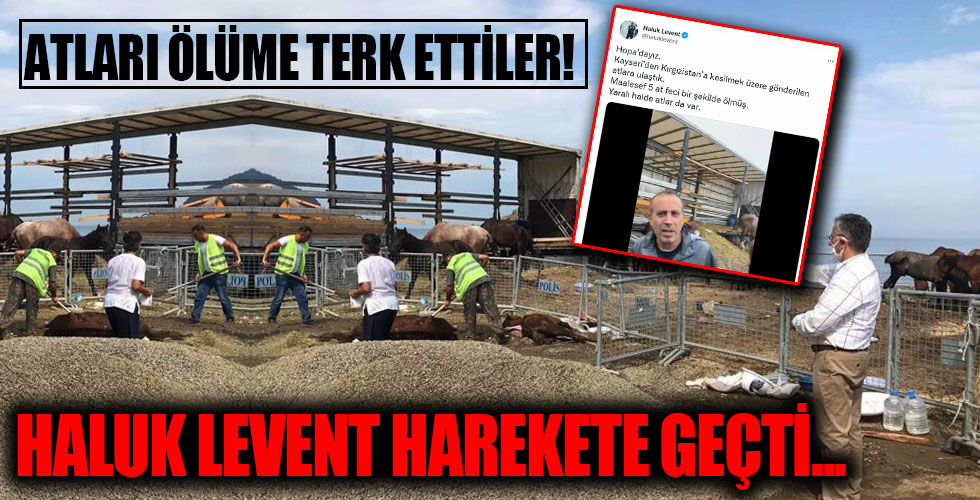 TIR Parkında ölüme terk edilen atları Haluk Levent kurtardı!