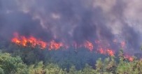 Çanakkale'de orman yangını!