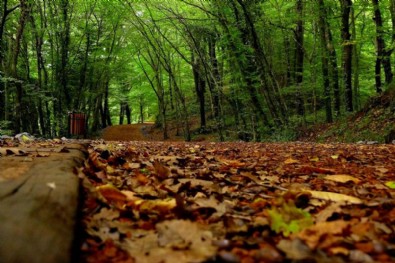 İstanbul'da flaş orman yasağı kararı! O tarihe kadar uzatıldı...