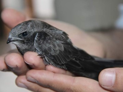 Ebabil Kusu Emin Ellerde Yalova