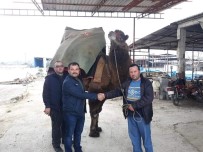 Aydin'da Ilginç Bir 'Deve' Davasi